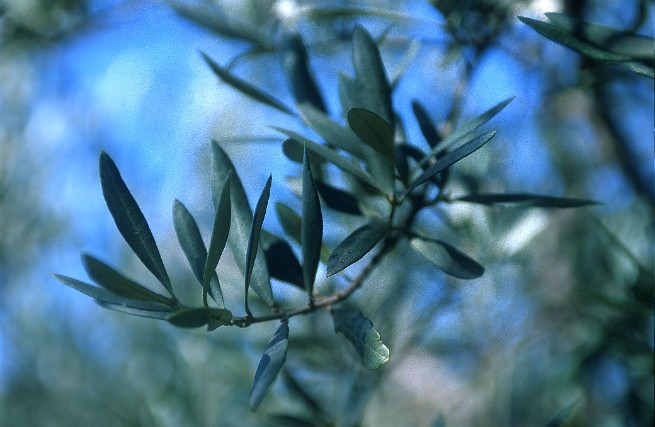 Luberon