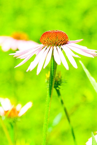 Echinacea